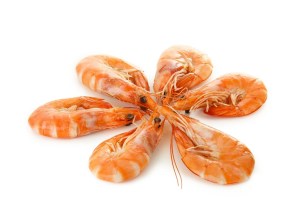 crustcé, crevettes en rond sur fond blanc